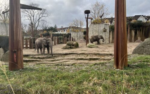 Zoo Basel: der endlose Kreislauf des Tauschhandels mit Elefanten