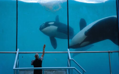 Die letzten Orcas Frankreichs retten