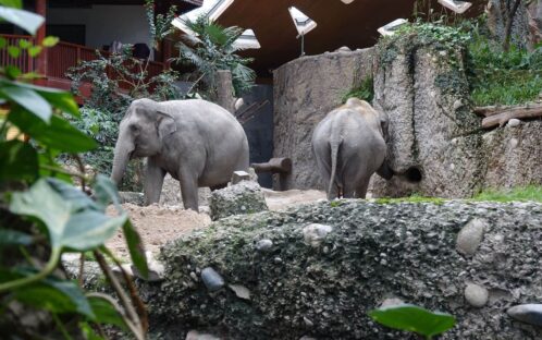 Internationale Expertengruppe fordert das Ende der Elefantenzucht im Zoo Zürich