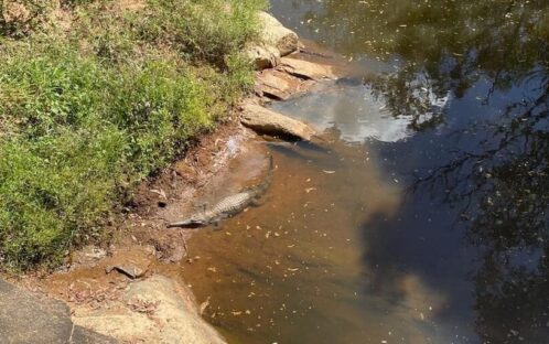 Süsswasserkrokodil - seltenes Zeichen eines gesunden Ökosystems auf Bonrook