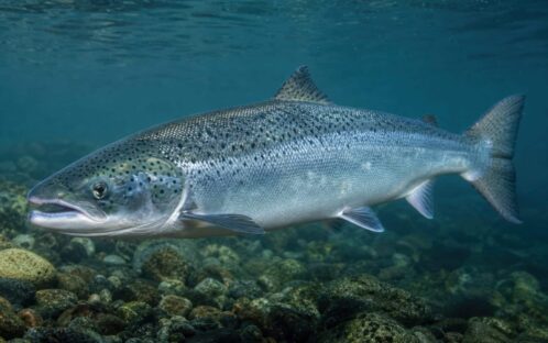 Blue Salmon – nachhaltiger Lachs made in Switzerland?