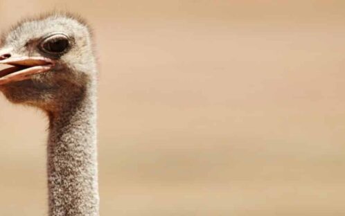 Ostrich Killed at Basel Zoo