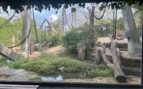 Zwei Gorillas innerhalb von 24 Stunden tot: Mobalis Tod war vorhersehbar – die Fondation Franz Weber fordert vollständige Transparenz und den endgültigen Stopp des Zuchtprogramms