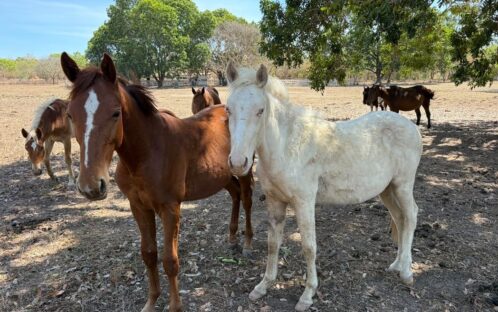 Drei Pferde finden auf Bonrook in Australien ein sicheres Zuhause
