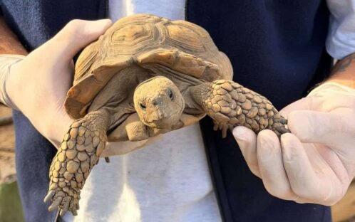 SAN ACAN: Rettungszentrum für Landschildkröten im Aufbau