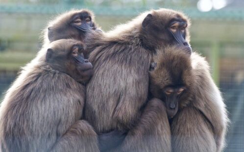 Zoos: Wenn Tiere «überzählig» werden